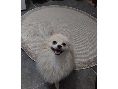 Pomeranian 8 aylık erkek köpeğimiz