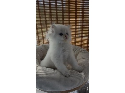 British longhair yavru sahiplendirme