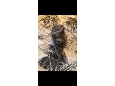 British shorthair kedimizi sahiplendiriyoruz