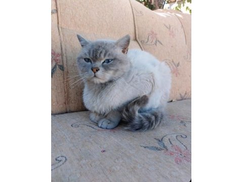 Blue point british shorthair