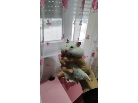 Antalya-kepez uygun fiyatlı hamster yem ve talaş