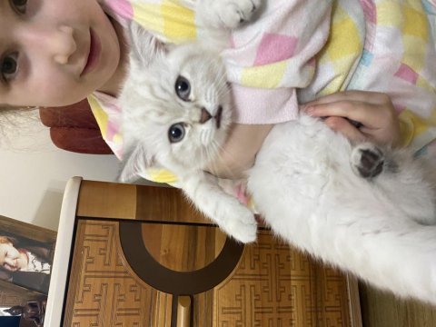 3 aylık british shorthair beyaz