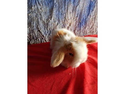 Teddy lop tavşan yavrular mavi göz