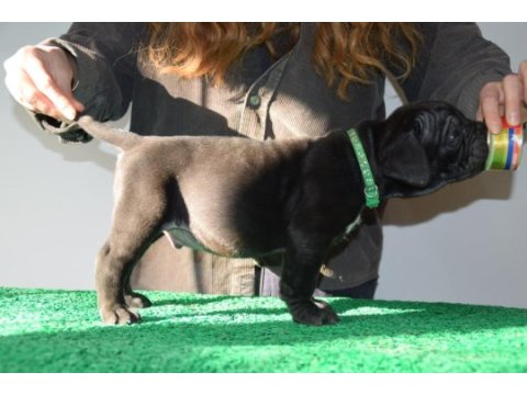 Corsotürkden şecereli garantili şampiyon yavru köpekler