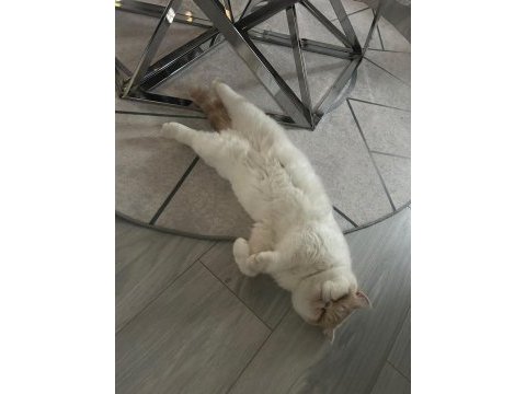 Sevgi dolu kedimizi alerji yüzünden yuva arıyoruz