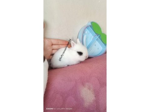 Ev için tavşan yavrusu cins renkli lop cüce