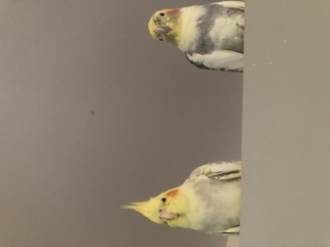 2 yaşında erkek sultan papağanı