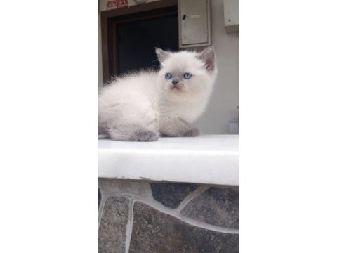 Blue point british shorthair dişi