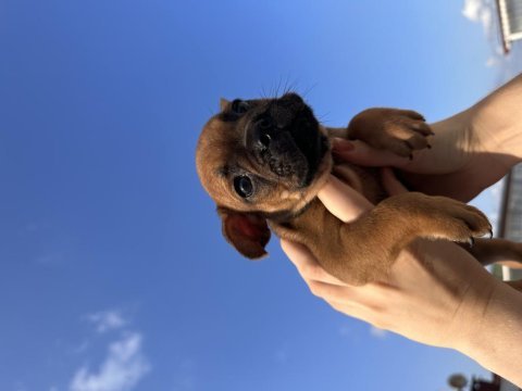 French buldog cinsi yavrularımız sahiplendirilecektir