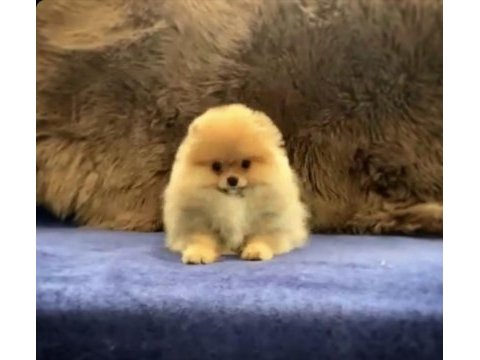 Bayram şekeri pomeranian boo ayı surat