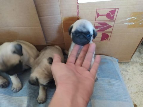 Pug köpeği yavrularımız
