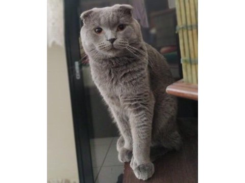 Oğlumuz toroya kızınız scottish fold
