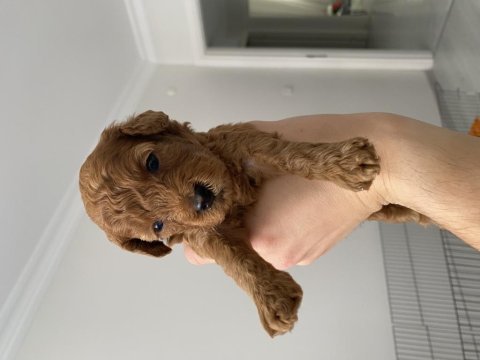 20 günlük ev doğumlu poodle