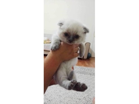 Çok sevimli yavru kediler yeni yuvalarını bekliyor