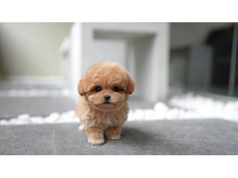 Kore toy poodle bebeklerimiz