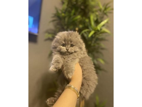 Scottish fold longhair yavrularımız 