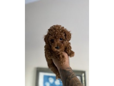 Kore orjinal kilo ırk garantili poodle
