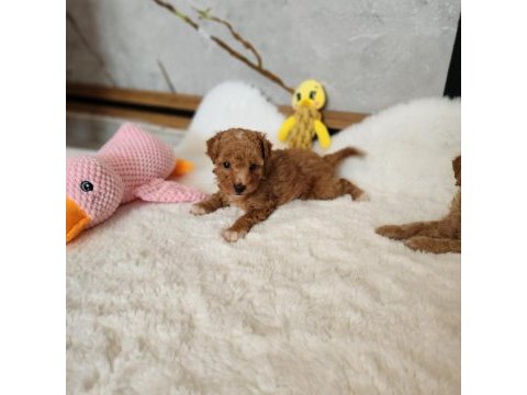 Maltipoo  yavrularımız 