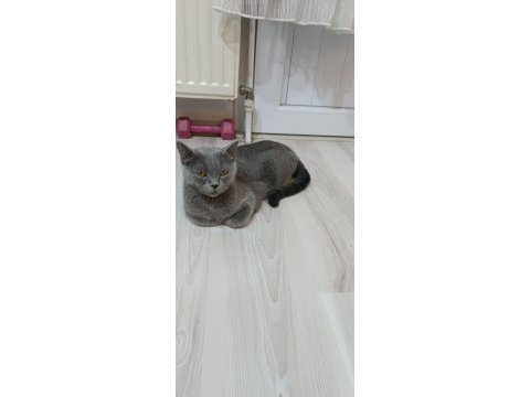 Tatlı kızımız dişi kedimiz