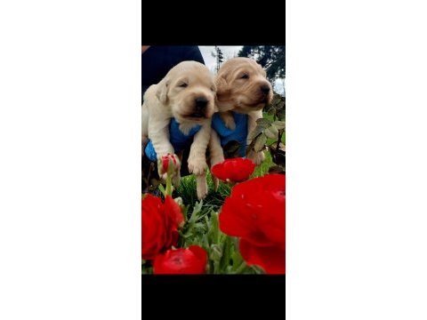 Bebek yüzlü golden retriever yavrularım