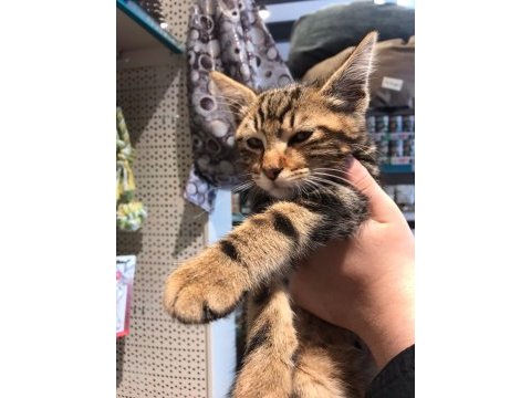 Ücretsiz yavru kedi sahiplendirme