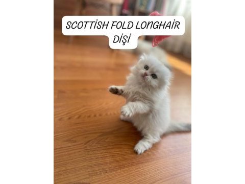 Scottish fold longhair dişi hazır