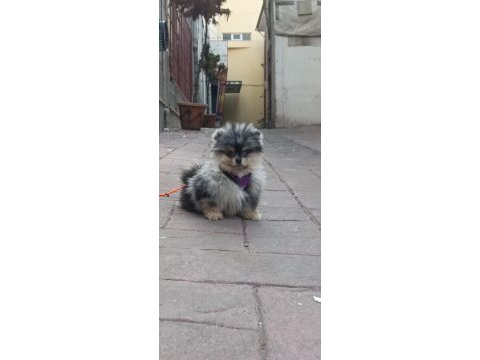 Merle pomeranian boo