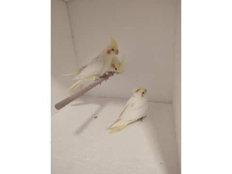2 aylık lutino sultan papağanı bebekler