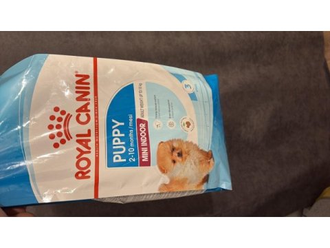 Toy poodle 2 aylık erkek çok akıllı wc eğitimli