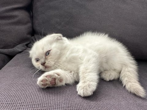 55 günlük scottish fold yavrularım