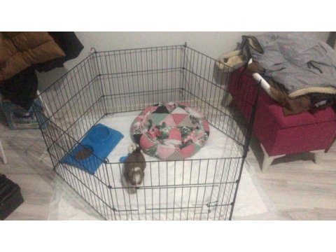Oğlumuza yuva arıyoruz morkie