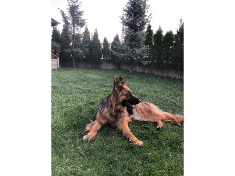 Alman shepherd uzun tüylü