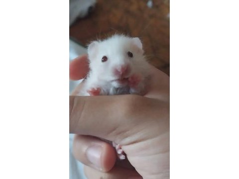 Saf teddy bear hamster yavruları