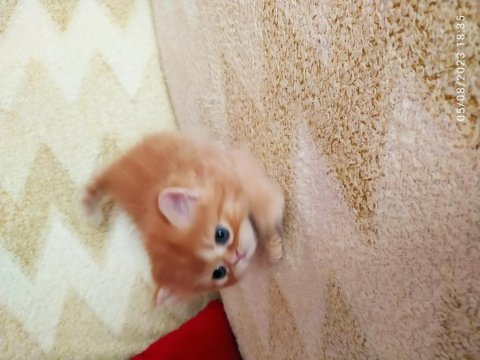 Chinchilla kedisi 1 aylık