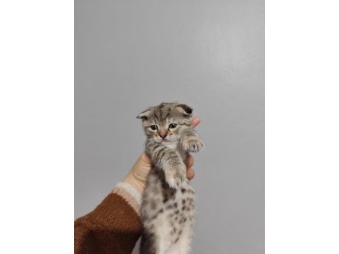 Scottish fold yavrularımız sahiplendirilecek