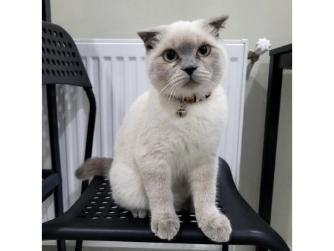 6 aylık blue point scottish fold