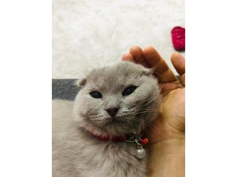 3 aylık erkek scottish fold