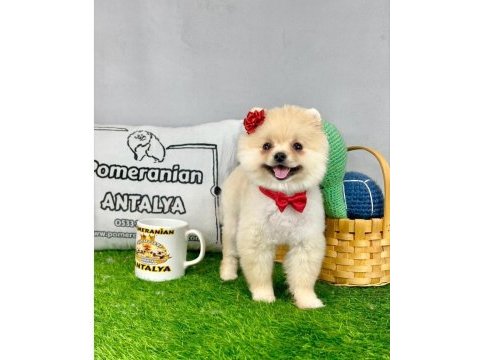 Antalya orjinal her renk pomeranian yavrular