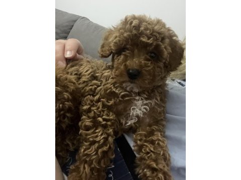 3 aylık dişi toy poodle