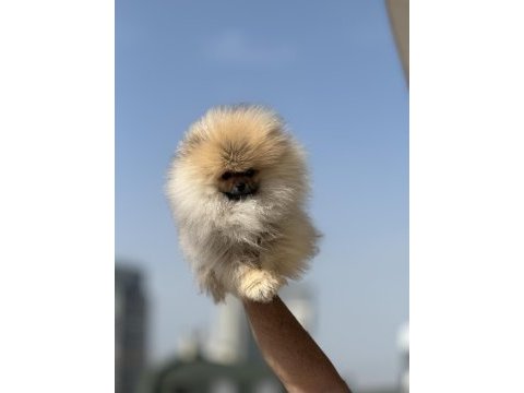 Tea cup pomeranian yavrularımız ziyarete açık