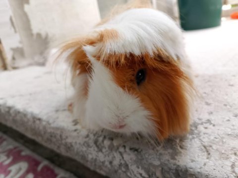Ginepig sahiplendirme ilanı