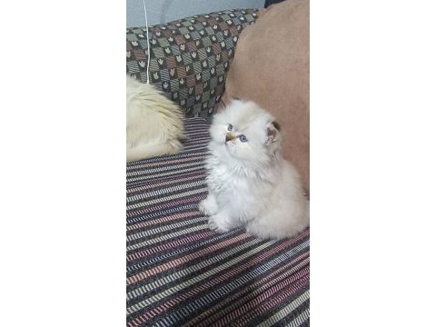 Güzel bebeğimiz british longhair
