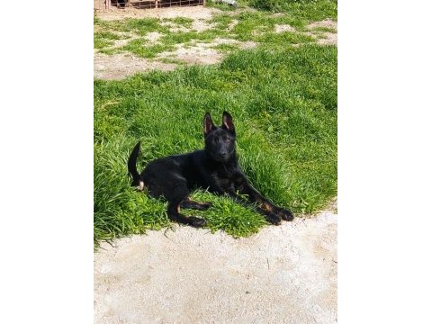Yetişkin temel itaatli alman çoban köpekler