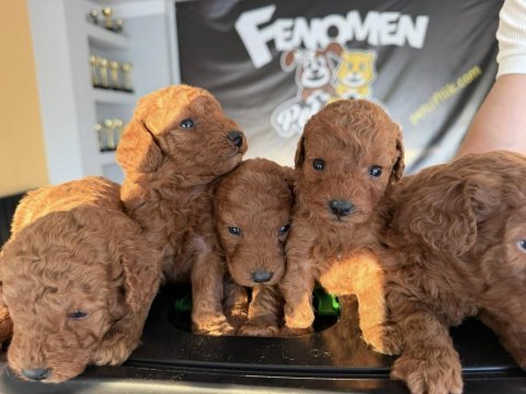 Shoooowwww kalite toy poodle yavrular ankara mağazamızda 