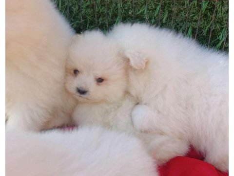 Kar beyaz samoyed yavrular teslime hazır