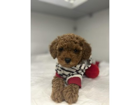 En güzel toy poodle