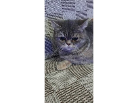 Yavru british shorthair