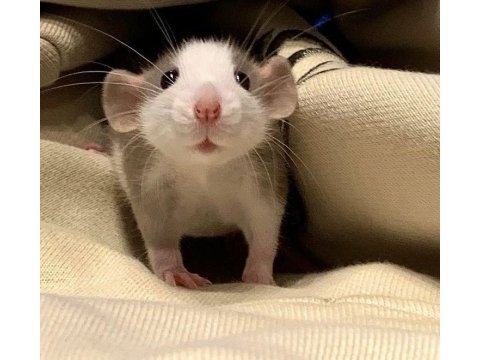 Rat - dumbo rat yavrular ve malzemeleri adrese teslim var