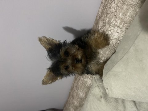 Tek kaldı dişi safkan yorkshire terrier