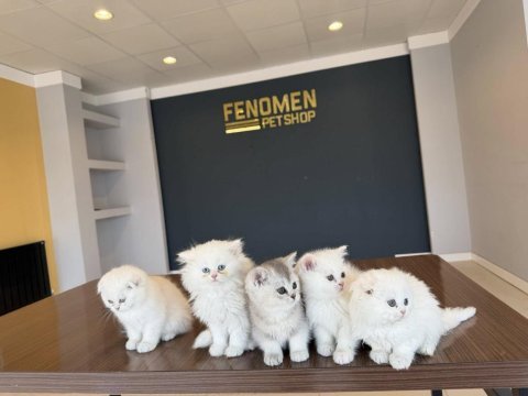 Kedi dünyasından renk renk brıtısh yavrular ankara